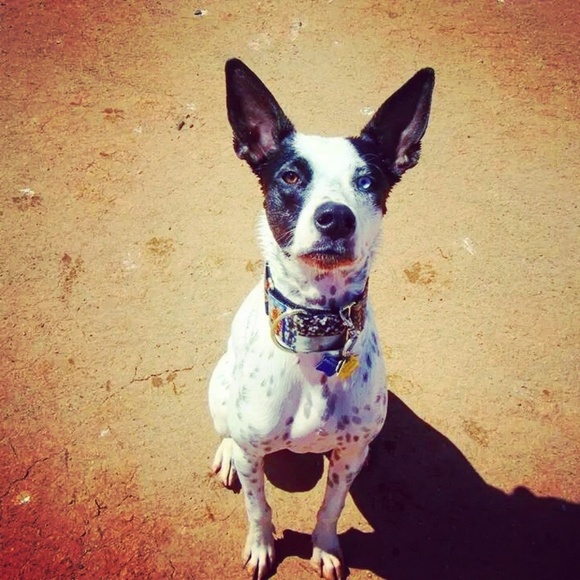 Meet your Posher, Cindy - Picture 1 of 1